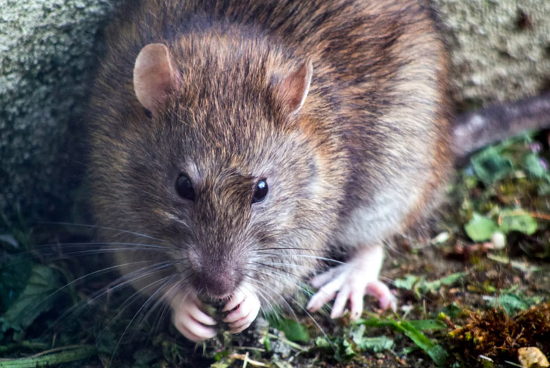Pest Infestation Risks