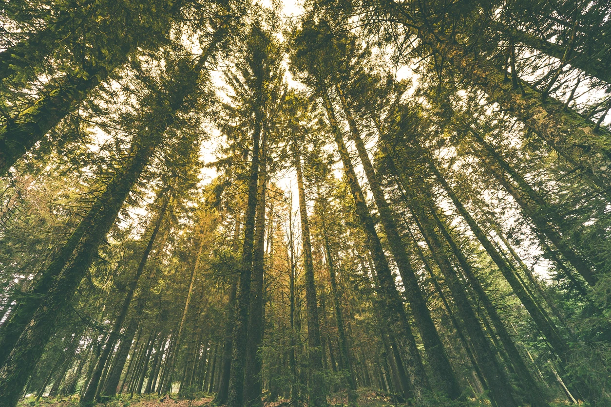 Carbon Footprint