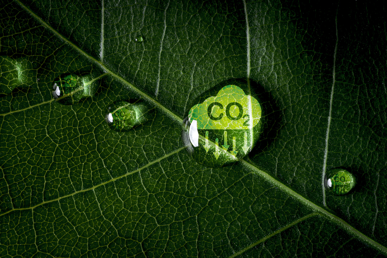Our Carbon Zero initiative